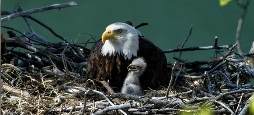 bald eagle in nest